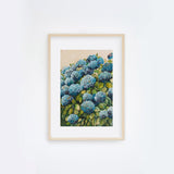 Aqua Hydrangea II