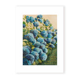 Aqua Hydrangea I
