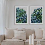 Blue Hydrangea Pair