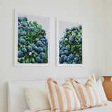 Blue Hydrangea Pair
