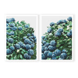 Blue Hydrangea Pair