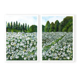 Daisy Fields Pair