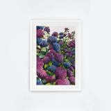 Lilac Hydrangea III