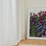 Lilac Hydrangea IV