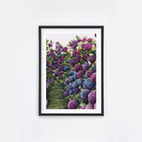 Lilac Hydrangea IV