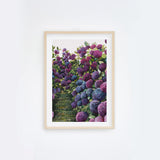 Lilac Hydrangea IV