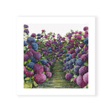 Lilac Hydrangea Square