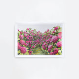 Pink Hydrangeas Landscape