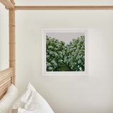 Sage Hydrangea Square