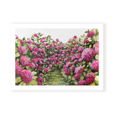 Pink Hydrangeas Landscape