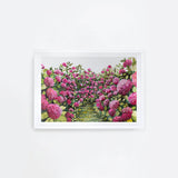 Pink Hydrangeas Landscape