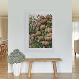 Bronze Hydrangea II