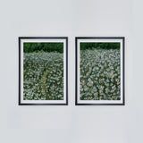 Daisy Meadow Pair