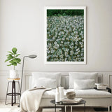 Daisy Meadow II