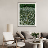 Daisy Meadow