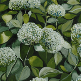 Sage Hydrangea II