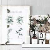 Kitchen Herbs