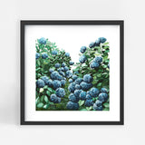 Hydrangea Square