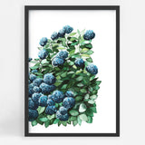 Royal Hydrangeas II
