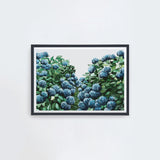 Hydrangea Landscape