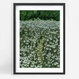 Daisy Meadow
