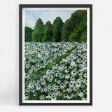 Daisy Fields II