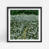 Daisy Meadow Square