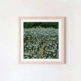 Daisy Meadow Square