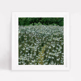 Daisy Meadow Square