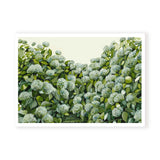 Sage Hydrangea Landscape