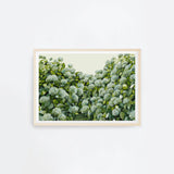 Sage Hydrangea Landscape