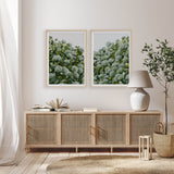 Sage Hydrangea Pair