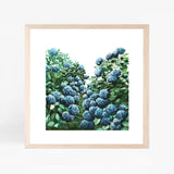 Hydrangea Square