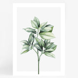 Plant Pair