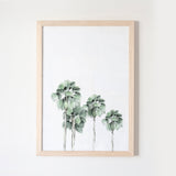 Miami Palms