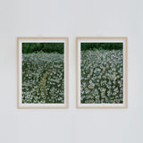 Daisy Meadow Pair