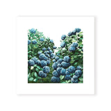 Hydrangea Square