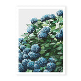 Blue Hydrangea I