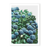 Blue Hydrangea II