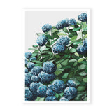 Blue Hydrangea II