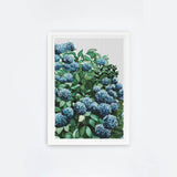 Blue Hydrangea I