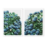 Blue Hydrangea Pair