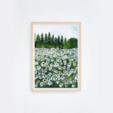 Daisy Fields I