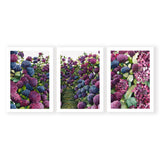 Lilac Hydrangea Triplet