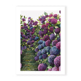 Lilac Hydrangea Triplet