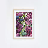 Lilac Hydrangea V