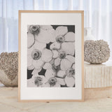 Poppy Flowers