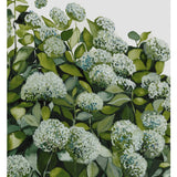 Sage Hydrangea Pair