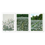 Daisy Fields Triplet