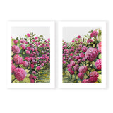 Pink Hydrangeas Pair